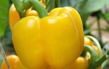 ���ӽoԽ����ʩ����Խ����ʩ�ʵ�ʩ�ʷ���