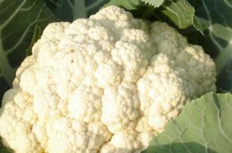 ��Ҭ�����ʩ����߮a������Ҭ�˃��|�߮a��ʩ�ʼ��g