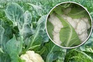 ����˽⻨�˵�������c�����տƌW��ʩ�ʼ��g