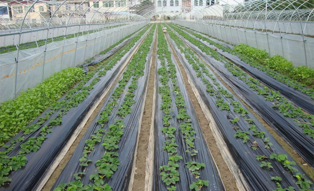 �߲˷Nֲ��ʲô�������߲˷Nֲ�ЙC��֪�R�ռ�