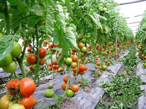 �߲���ʹ�������Щ��������߲˵�ʩ�ʹ���