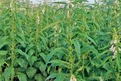 �Nֲ��֥����߮a��ôʩ�ʺã�ʲô�r����Ҫʩ��