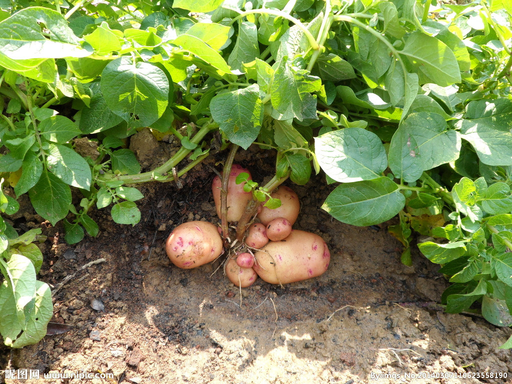 �����m�ã���ô�ú��P�I��