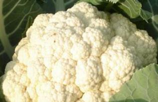 ���˷Nֲ��������ʩ�ʼ��g(sh��)Ҫ�I(l��ng)���P(gu��n)�I