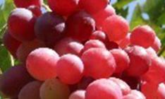 �t����������ʩ�ʼ�׷�ʹ������g