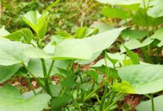 �ļ����x(ch��ng)���߷��ڣ�����û��ʷ��β��x(ch��ng)����