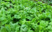 �߲����＾����ȱ�}�������߲�ȱ�}�Y����u