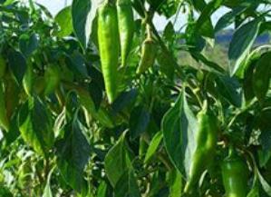 �Nֲ���g���������ʡ�׷��ʩ��ʩ�÷���