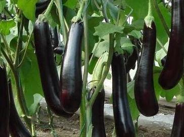 ����ʲô�r��ʩ���������L������ʩ�ʼ���