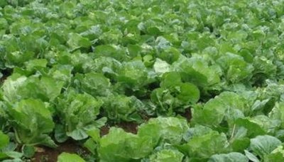 �������@�ׂ��r�ڵ�ʩ��Ҫ�I����ײ��벻�߮a���y