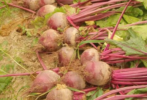 ���Ҫ��ôʩ�ʣ����ʩ�ʼ�������Щ��