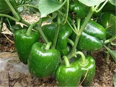 �ཷʩ��Ҫ�c����Щ���ཷ�ĸ߮aʩ�ʼ��g