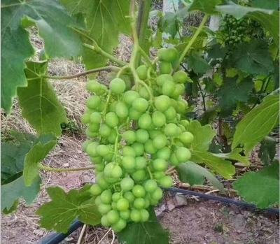 ����ʩ��10���`�^������֪����