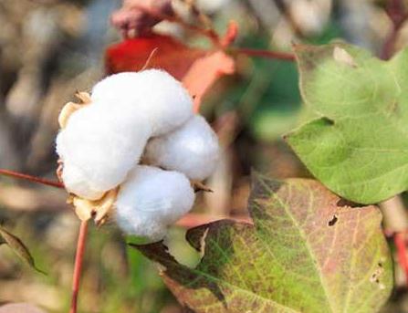 �Nֲ�޻�����β���ʹ���ڷ��L���٣�