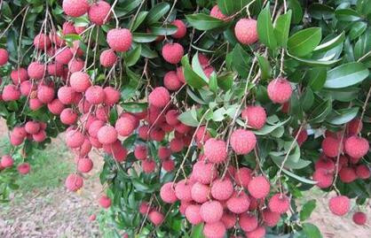 ��֦ʩ�ʆ��}��ʩ��ԭ�t��ʩ�ʼ��g��