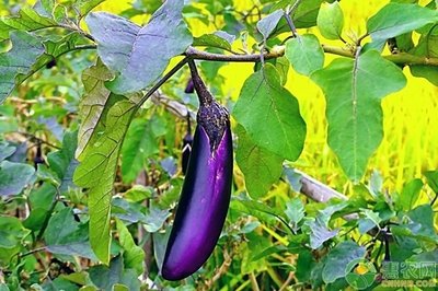 �������ڑ�ԓע����Щ���}���������ڵĹ������g