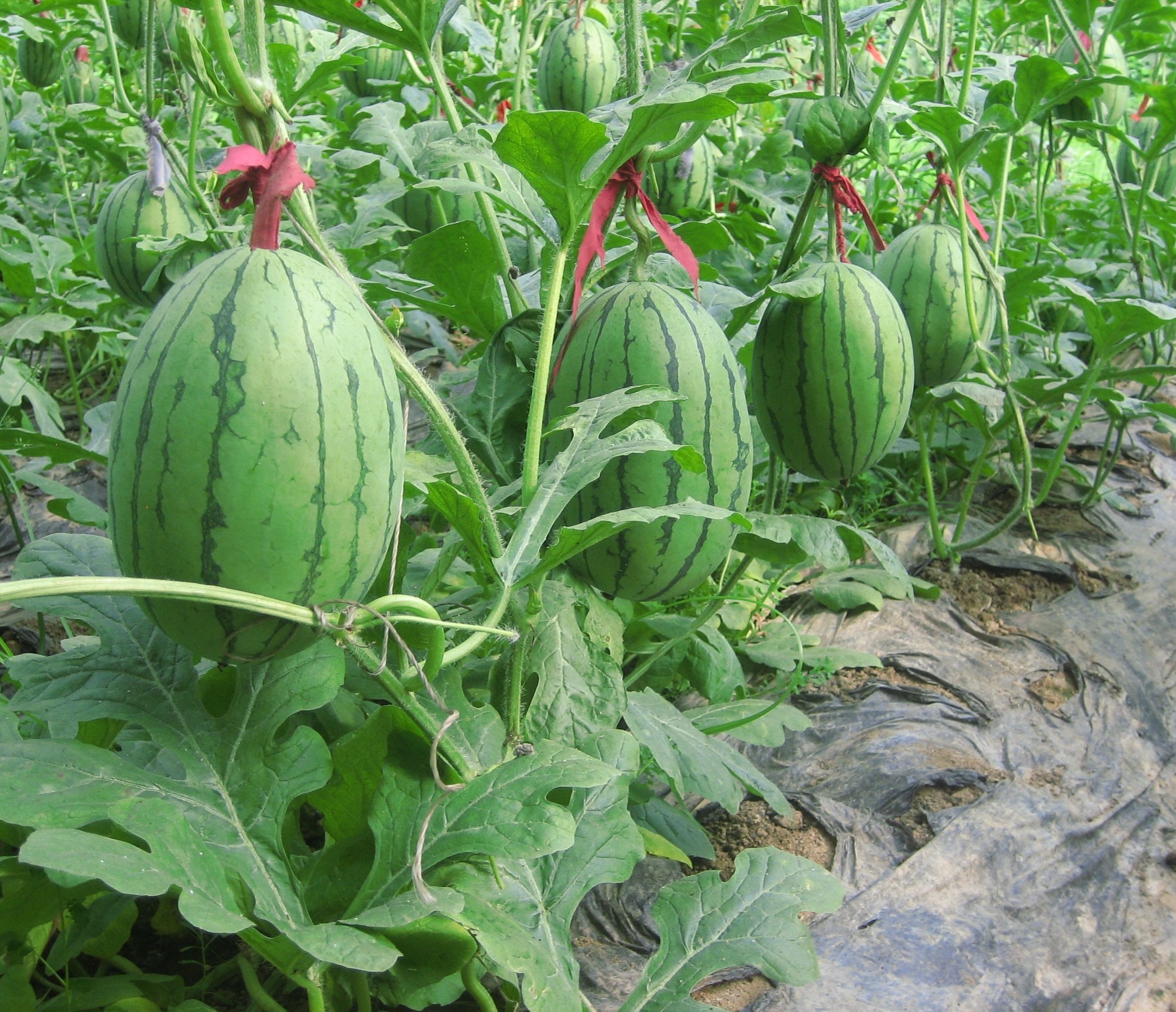 ���׌���ϷN�Ӱl(f��)ѿ�����ϷN�ӵĴ�ѿ��������Щ��