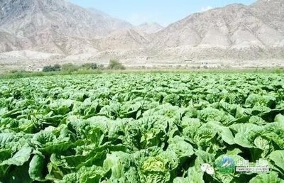 �o�����ײ���ô�Nֲ���^�ã��o�����ײ˷Nֲ�߮a(ch��n)���g(sh��)