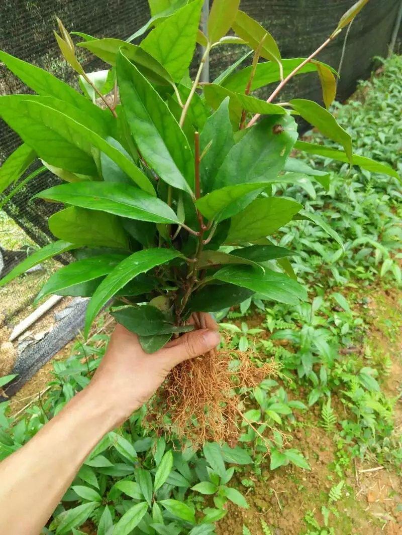 ���ϻ������з������߮a�Ĵ˲��ٳ