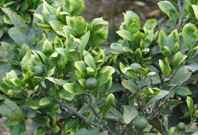 ����ʩ��΢������ʵĿƌW(xu��)����