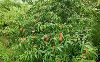 �������ʩ��΢��Ԫ�ط�������ʩ�ʵ����_����