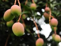 â�����L��ô�k���r����Α���â�����L��