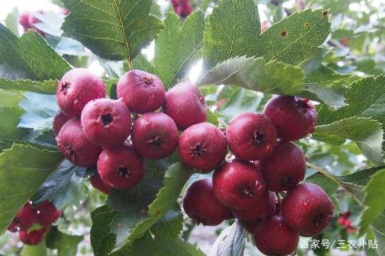 ɽ高�ʩ������С����