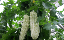 �����ֲ��ԓ���ӹ����������ֲ�������g(sh��)