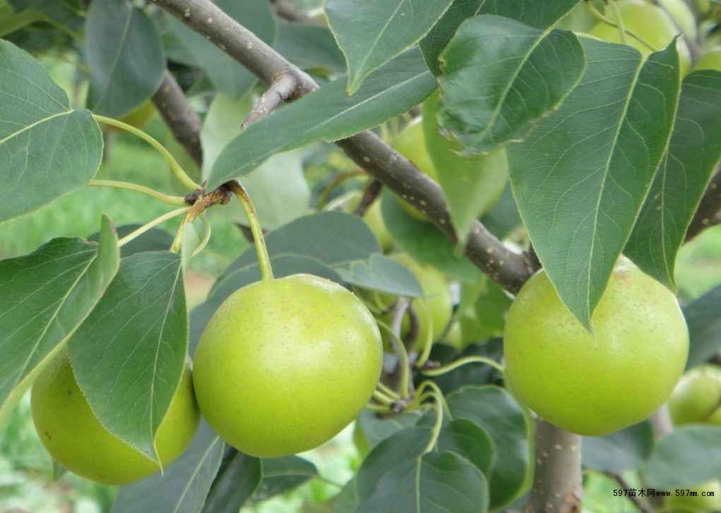 ���ʩ������С����