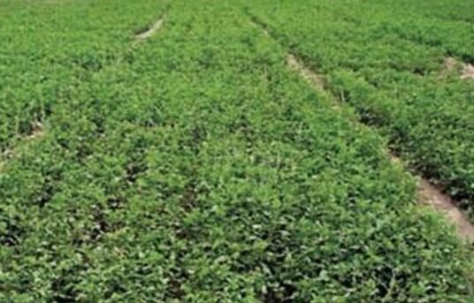 �ʲݳ��݄���ôʹ�ã��ʲݳ��݄�ʹ��ע����헣�