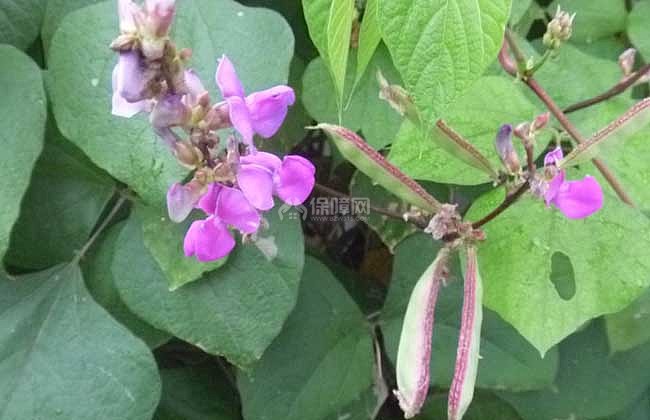 �ⶹ�����L������ʲô���ⶹ�ķNֲҪ�c��