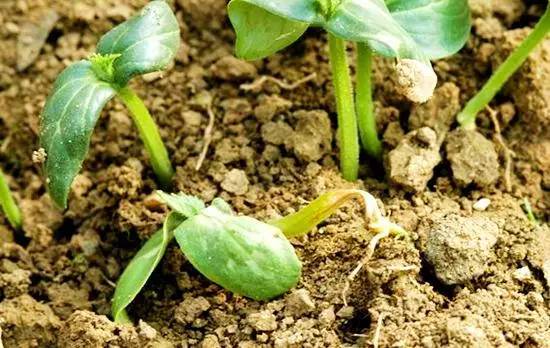 ���}��⧵����İY������Щ�����}��⧵������η�����