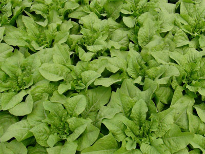 �n�Sʩ���з������n�S�Ĵ�ƌW(xu��)ʩ�ʼ��g(sh��)��