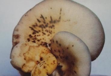 Ģ���ְ߲��麦�Y������Щ��Ģ���ְ߲����η�����