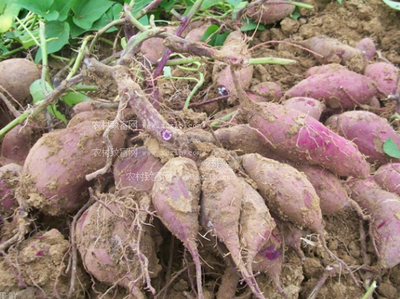 ��ηNֲ�������߮a(ch��n)�������ķNֲ�����cǰ����