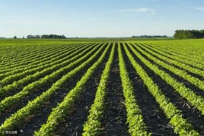 ��߾G���a(ch��n)��ԓ��ô�����G���ķNֲ����