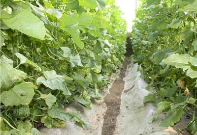 ������_�Ľo���ʩ�ʣ���ôʩ�ʣ�ʩʲô�ʣ�