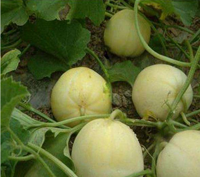 ���ʩ�ʑ���ע�����c�����֪������