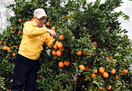 Ě�ȷNֲ���h(hu��n)������ЩҪ����Ě�ȷNֲҪ�c����Щ��