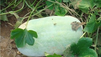 ���Զ������ӷNֲ�����Զ��ϵķNֲ�������g