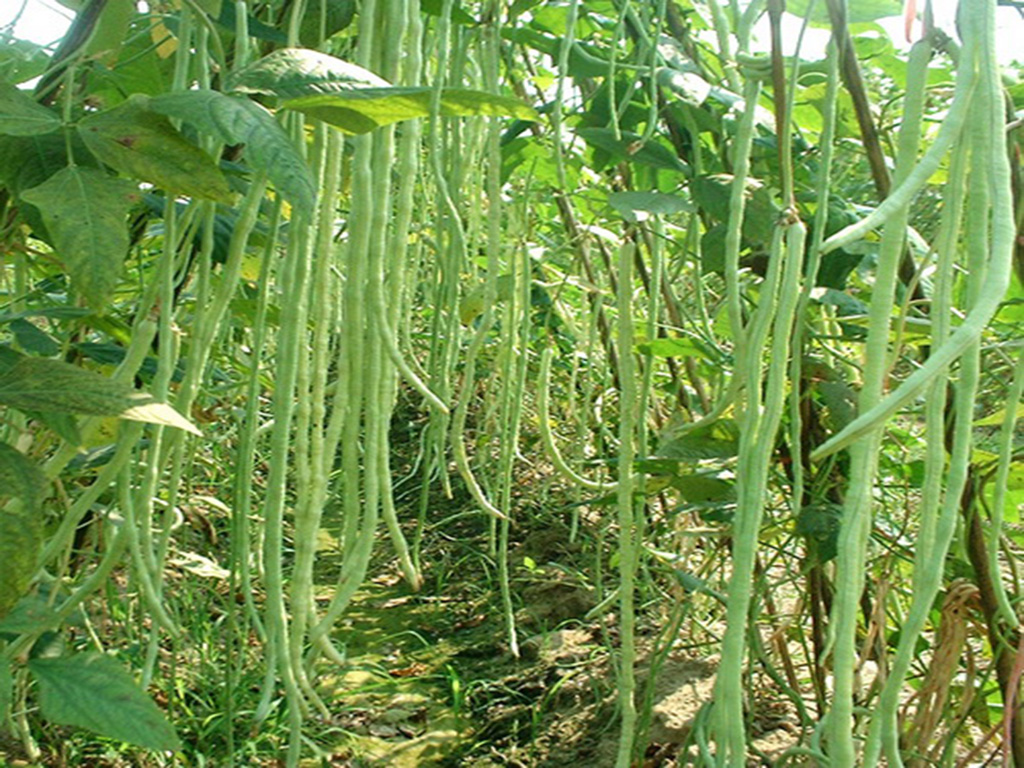 ���ǷNֲ�r�g�����ǷNֲ����Ҫ�c��