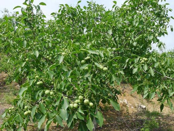 ���Ҙ䶨ֲ��������Щ�����Ҙ䶨ֲ���w���E��