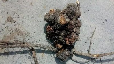 �Ҙ�������l���Y������Щ���Ҙ���������η�����