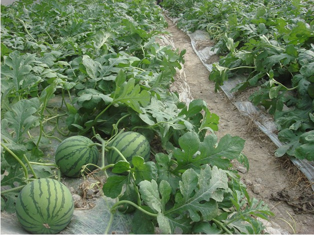 â��Ҫ���L�ú�����ʩ����â���ƌW(xu��)ʩ�ʷ�����