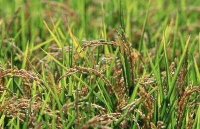 2020��|���؅^ˮ�����a���g��Ҋ