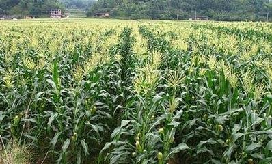 ���׸߮a(ch��n)����ʩ�ʣ�ӛ���@�傀(g��)�E�[��