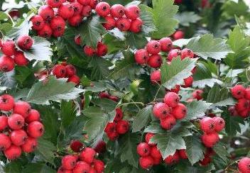 �Nֲɽ髑�(y��ng)ԓ����ʩ����ɽ�ʩ�ʼ��g(sh��)��