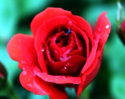 õ�廨��(y��ng)ԓ����ʩ����õ�廨ʩ���g(sh��)��