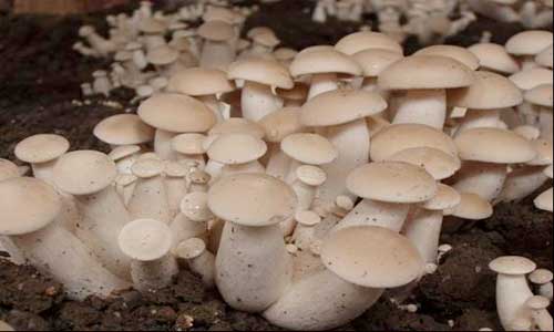 ʳ�þ���(y��ng)ԓ����׷�ʣ�ʳ�þ�׷�ʼ���