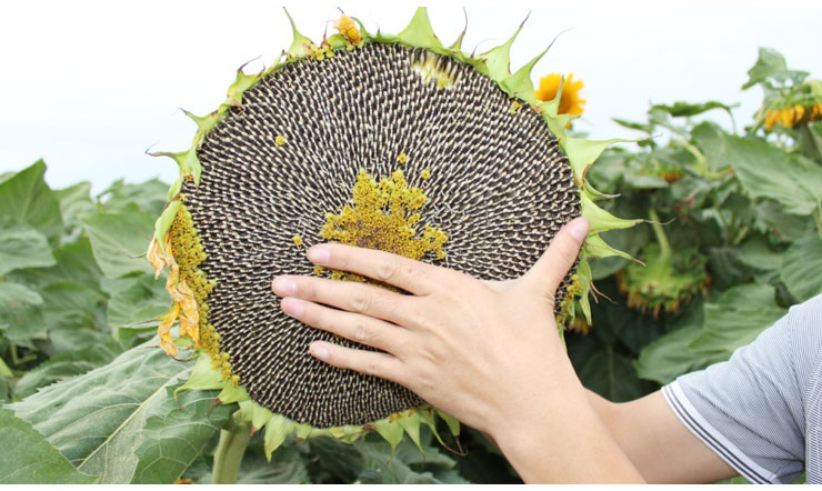 �Nֲ���տ���ԓ����ʩ�������տ�ʩ�ʼ��g��